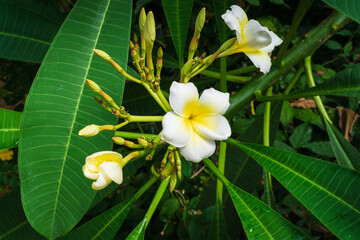 A beautiful close-up of a white and yellow Plumeria, or Frangipani, flower blooming amongst lush green leaves in a tropical garden.