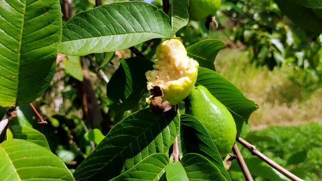 A bitten green guava hangs from a tree branch amid lush foliage, with other intact guavas visible below, all bathed in bright sunlight.