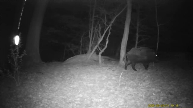 Wild Boars in the Forest at Night