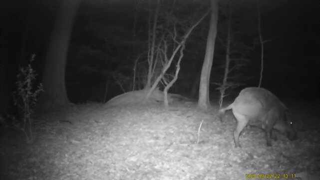 Wild Boars in the Forest at Night