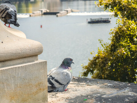 A grey pigeon sitting on a stone parapet overlooking a river with a small boat and a weir in the background under bright natural summer light