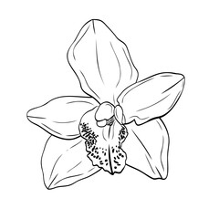 Vanilla flower, orchid phalaenopsis with large petals. Graphic line art hand drawn ink black and white illustration vector. Isolated object flower. For the cooking, spa, medicinal, tea, garden, beauty