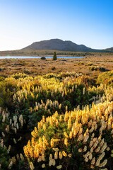 flowers in the Mountains