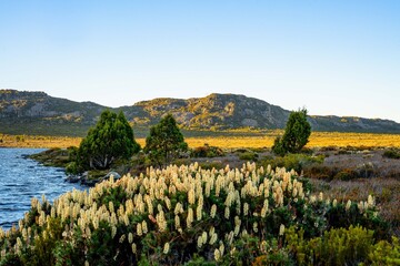 landscape with flowers