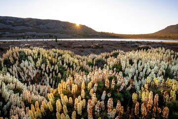Flowers in the mountains