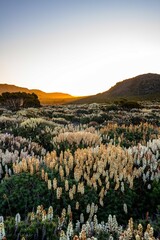 Flowers in the mountains