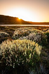 Flowers in the mountains