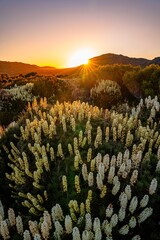 flowers in the mountains