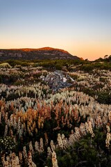 scoparia flowers in the mountains