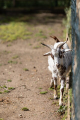 Curious young goat standing outside a farm enclosure