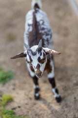 Young spotted goat kid looking up from above