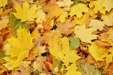 Yellow maple leaves scattered on the forest floor create a vibrant autumn scene. The mix of gold, orange, and hints of green captures the essence of a crisp fall day.
