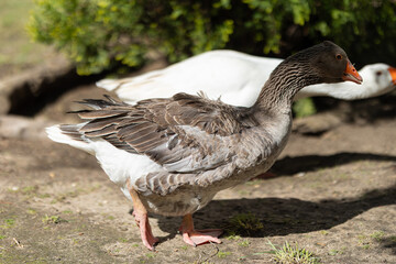 Toulouse goose walking on dirt in nature