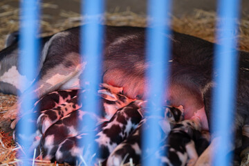 Mother sow nursing newborn piglets in farrowing cage