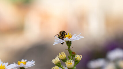 A honey bee is perched on a white aster flower, with a beautiful bokeh effect creating a soft, dreamy, and blurred background.