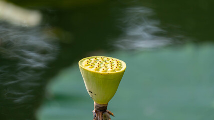 A sharp macro shot of a single, mature lotus seed head, featuring its unique pitted structure and vibrant yellow-green color.