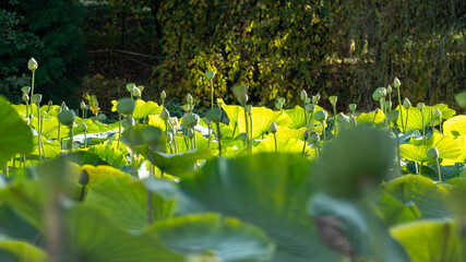 Brightly backlit lotus leaves and emerging seed pods create a stunning natural pattern over the...