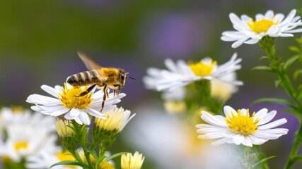 Obraz premium A dynamic shot of a honey bee in mid-air, preparing to land on a white and yellow aster flower to collect pollen.