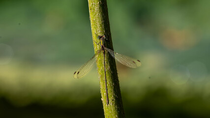 A macro shot of an emerald damselfly resting vertically on a rough, green plant stem, highlighting its slender body and delicate wings.
