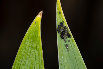 Cluster of tiny aphids on the tip of a green leaf.