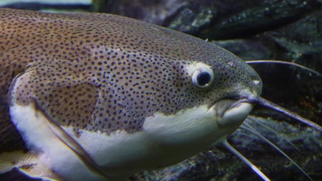 Phractocephalus hemioliopterus. A detailed close-up of a Redtail Catfish. Highlights its broad head, long barbels, and speckled brown and white body pattern