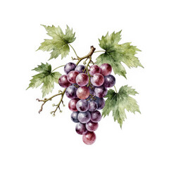 red grapes isolated on white