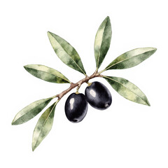 Beautiful hand drawn watercolor olive branch with black olives stock illustration.