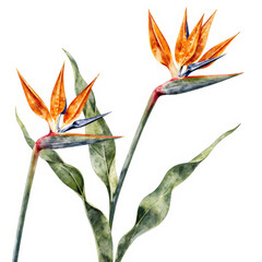 Watercolor strelitzia flowers vector illustration