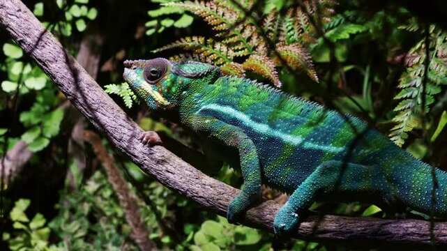A stunning close-up of a male Panther Chameleon or Furcifer pardalis displaying brilliant green, blue, and yellow patterns. The lizard is perfectly camouflaged in its tropical terrarium habitat
