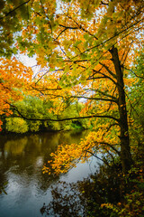 Vertical view of a tall maple tree with brilliant yellow leaves overhanging a peaceful river that reflects the dense autumn forest under a soft overcast sky during peak fall season.