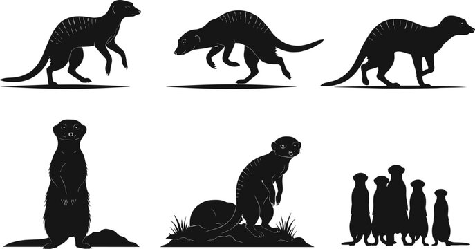 Meerkat silhouette, standing meerkats, walking meerkat, alert posture, animal group, wildlife vector, desert mammal, black shape, social behavior, illustration