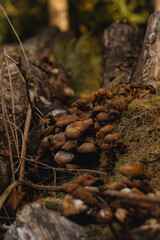 A tight, low-angle cluster of small, dark-capped mushrooms growing together on a mossy, dark surface, likely an old log or stump. 