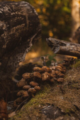 A horizontal cluster of small, brownish mushrooms growing on a bed of bright green and brown moss along a weathered, decaying tree log in the woods.
