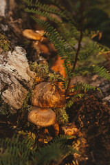 A close-up, vertical shot of a small cluster of brown-capped mushrooms growing out of a mossy, decaying log or tree stump