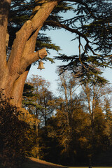 A brass or bronze bell hangs from a thick, exposed branch of a massive, textured cedar or conifer tree trunk, beautifully illuminated by the late afternoon sunlight. 