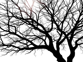 background of tree silhouete shadow