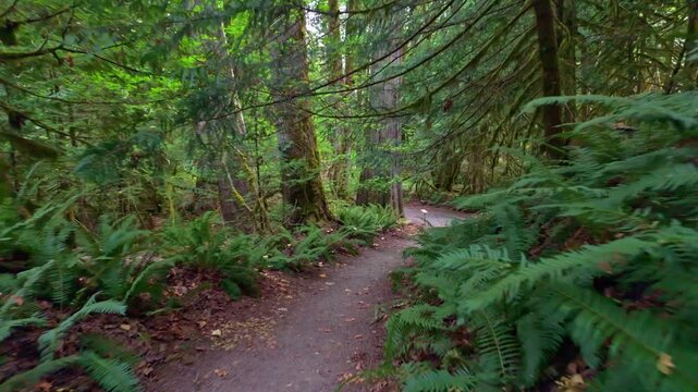 A beautiful view of the Trail of the Cedars, an accessible path winding through the lush forest near Newhalem in North Cascades National Park