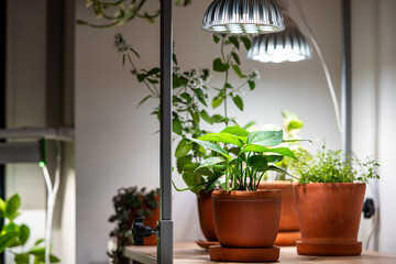 Growing plants under phyto lamps at home in winter season. LED lamp with full spectrum for supplementary lighting of Epipremnum Sebu, thyme, lemon mint houseplant. Plant care, additional illumination.
