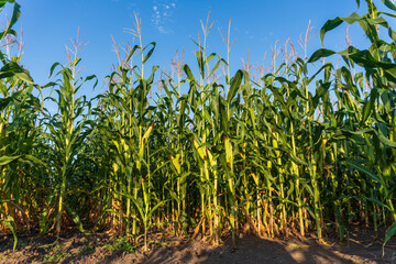 Lush green cornfield with tall maize plants under a clear blue summer sky in an agricultural rural landscape