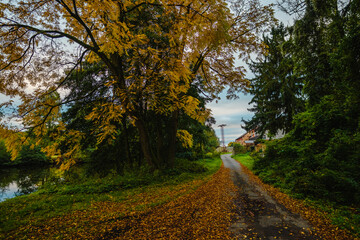 Obraz premium A narrow rural road covered with fallen yellow leaves winding past a large autumn tree and a historic brick building under a moody sky with a peaceful riverside atmosphere in fall.