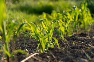 Young corn plants growing in rows during sunny morning in fertile soil farmland