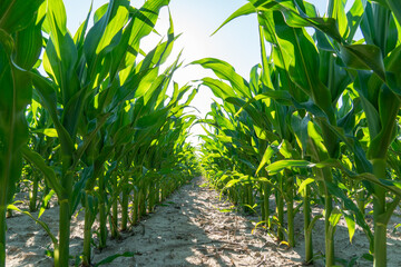 Lush green cornfield during summer day with bright sun illuminating rows of healthy young maize...