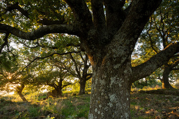 Monte Tuscolo, in provincia di Roma