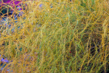 A close-up view of the parasitic plant's cuscuta, or tali-putri. Golden-yellow threadlike tendrils intertwine and cover the host plant, creating intricate and unique patterns and structures.