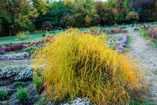The parasitic plant Cuscuta scandens, family Convolvulaceae, living on Echinophora spinosa family Apiaceae on sand-dunes near the shoreline