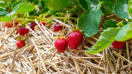 Fresh ripe strawberries growing on straw-covered soil, surrounded by vibrant green leaves, showcasing the beauty of nature's harvest