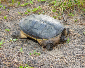 Common Snapping Turtle (Chelydra serpentina) — North American Freshwater Reptile
