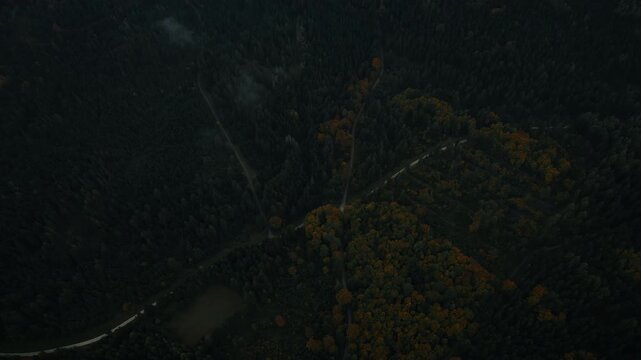 Flug &uuml;ber Herbstwald