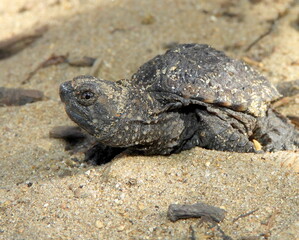 Common Snapping Turtle (Chelydra serpentina) — North American Freshwater Reptile