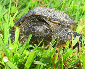 Common Snapping Turtle (Chelydra serpentina) — North American Freshwater Reptile